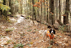 Kate's dog Bonnie wearing orange vest in the woods