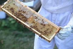 Honeybees on frame