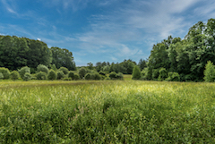 Green fields and woods at Coffin Street Conservation Area