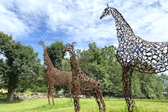 three metal giraffe sculptures in a field