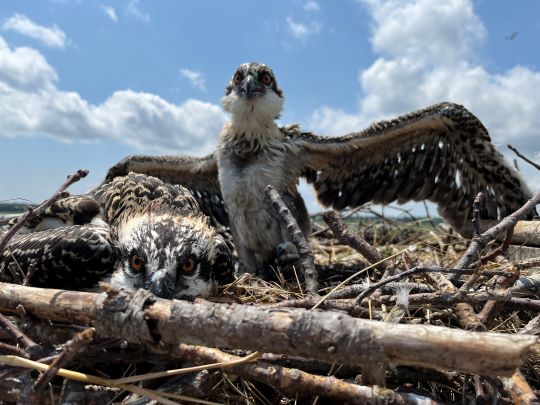 Two Osprey chicks in nest over the Essex Marsh