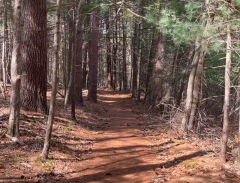 wooded trail with towering pines, Mehaffey Farm