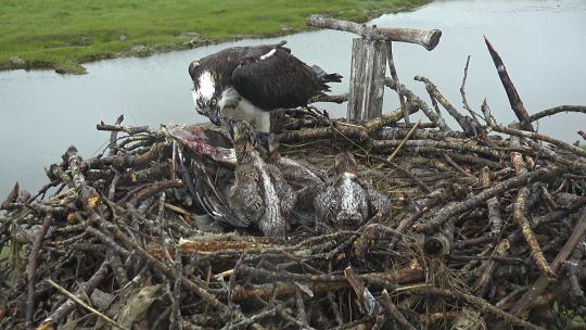 adult Osprey feeding 3 chicks in a nest