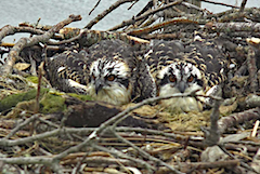 two Osprey chicks sitting in nest