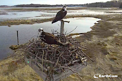 Osprey on nest in Gloucester, from live webcam