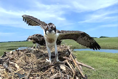 Osprey on nest spreading its wings