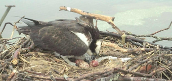 Osprey nest with 3 eggs