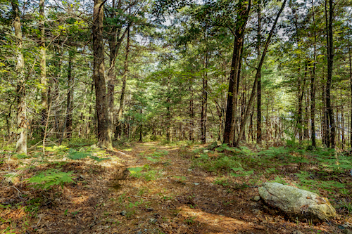 Wooded trail at Richardson Green property, Lynnfield