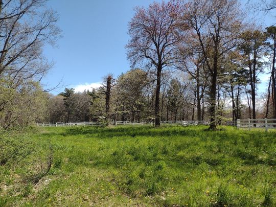 Spring Field and Trees at Riverrun Farm CR, West Newbury
