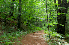 wooded trail, single track