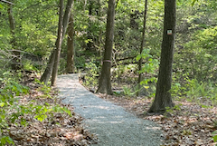 new trail at Vineyard Hill, Hamilton