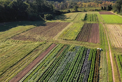 aerial view of cultivated rows at Iron Ox Farm