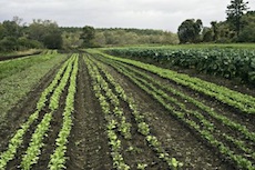 Farmland, row crops