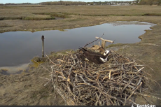 osprey live webcam